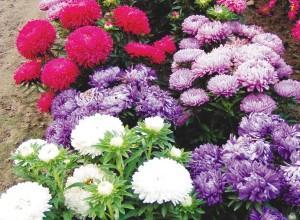 asters