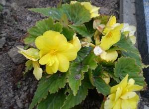 Keltainen begonia