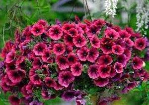 CSS-petunia