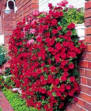 petunia seinällä