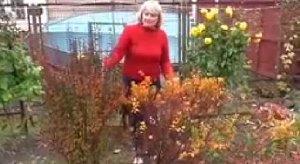Barberry-videon istuttaminen