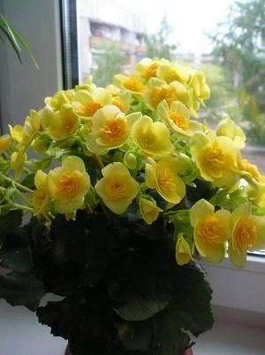 Keltaiset kukat begonia Elatior