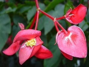 Sisäinen begonia