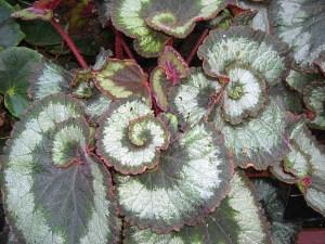 kuninkaallinen begonia