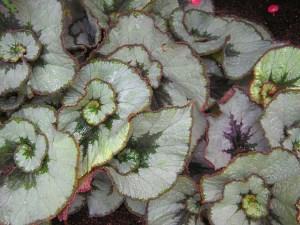 kukka kuninkaallinen begonia