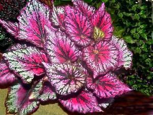 kuninkaallinen begonia