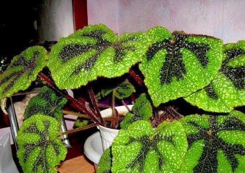 Masonin begonia-kuvat