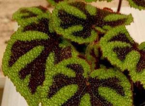 Masonin begonia