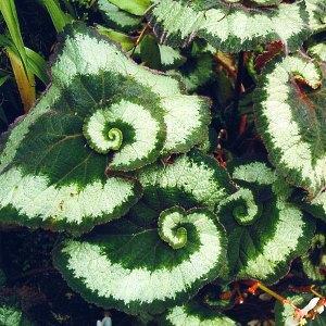 valokuva begonia rexistä