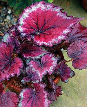 begonia rex punainen