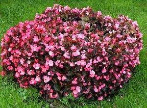 puutarhan begonia