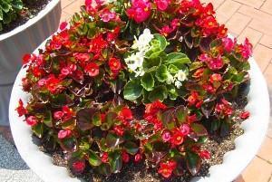 begonia kukkaruukussa