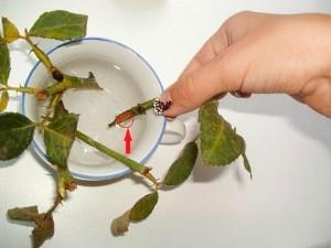 kiinalaisen ruusun eteneminen pistokkailla