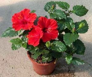 hibiscus kiinalainen ruusu