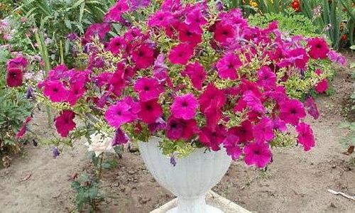 Petunia kukkaruukussa