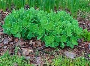Sedum näkyvästi