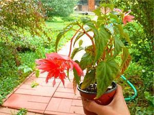 ruukku begonia