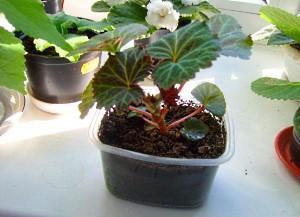 begonian pensas