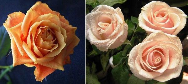teen hybridiruusut