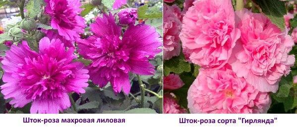 Photo frotee stock-rose ja garland