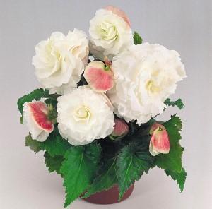 mukulainen begonia