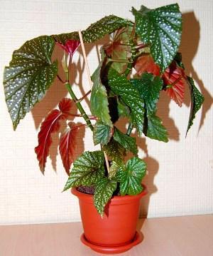 sisäinen begonia