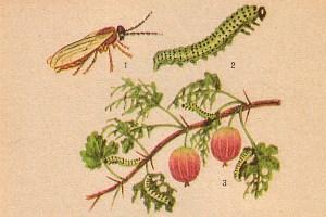 tuholaisia
