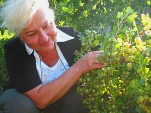 karviainen pensas
