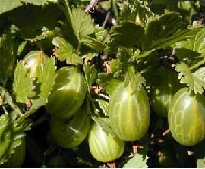 Uralin smaragdi