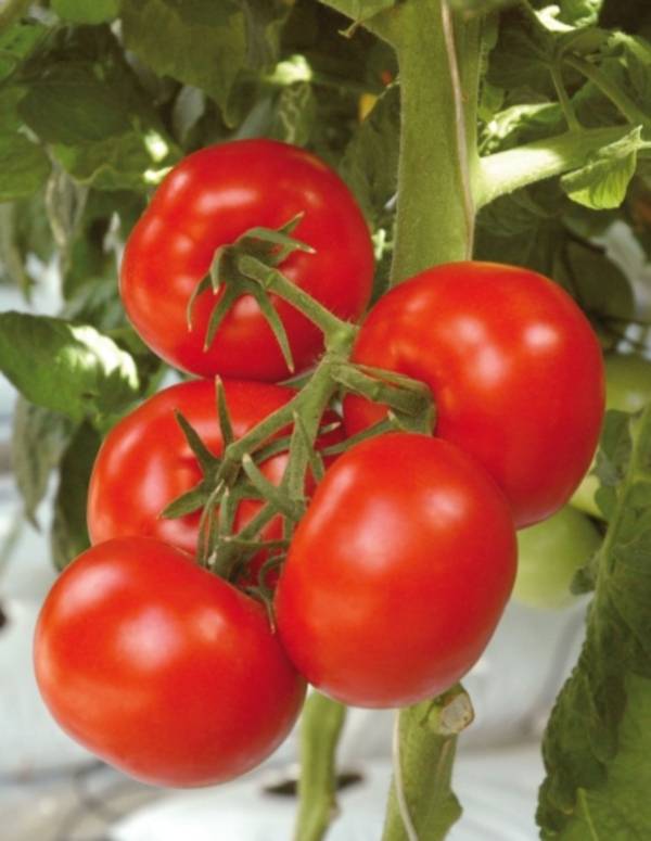 Hybridi Lovely Lady F1