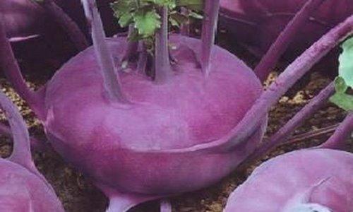violetti kyssäkaali varhaiskypsä