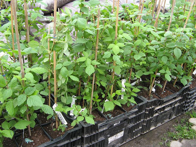 vadelma taimet