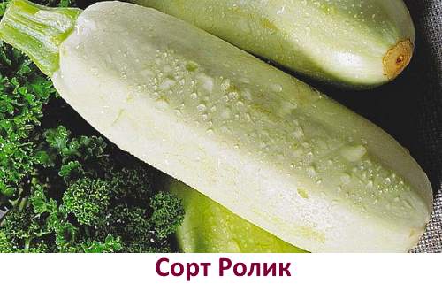 Kuvassa kesäkurpitsa-lajikkeet Rolik