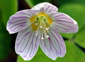 oxalis tavallinen