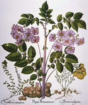 Villiperunat