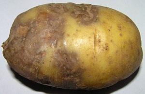 Myöhäinen perunamukula