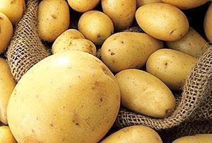Laadukas perunasato