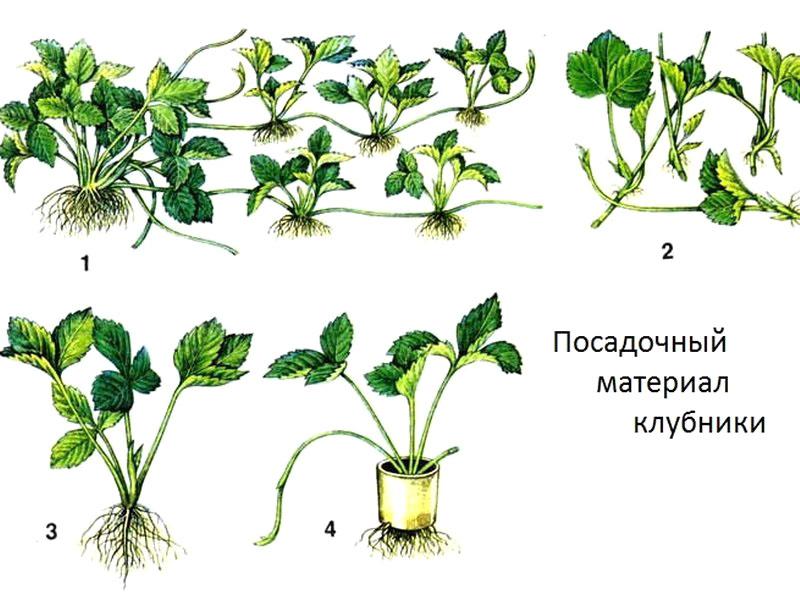 mansikan istutusmateriaali