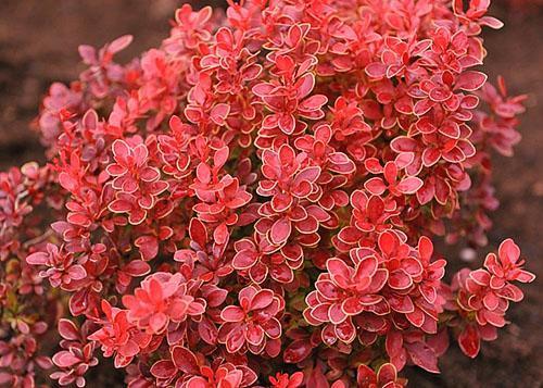 Barberry Thunbergin ihailu