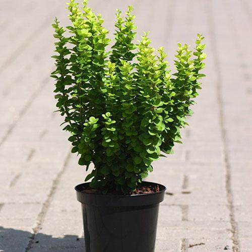 Karhunvatukka Thunberg Erecta