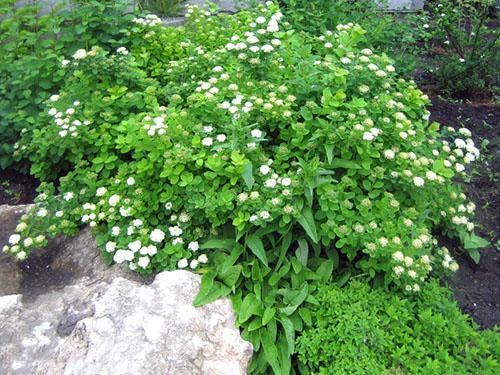 Koivun spirea koostumuksessa