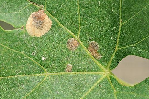Cercospora kuusama-lehdillä