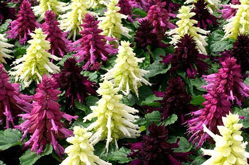 Salvia splendens kukkia