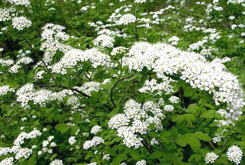Tammenlehtinen spirea kukinnan keskellä