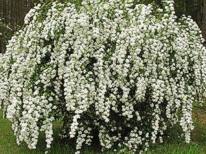 Spirea-pensas henkilökohtaisella juonella