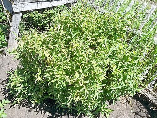 Kuusama bush keväällä