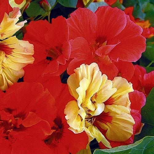 Terry nasturtium kulttuurinen