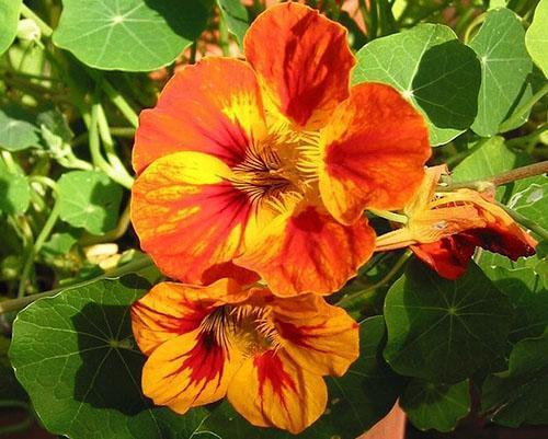 Monivuotinen kilpi Nasturtium