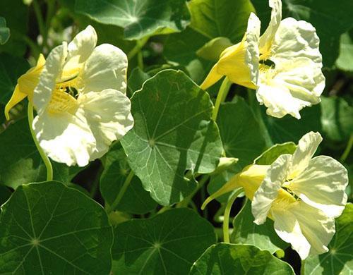 Suuri valkoinen nasturtium