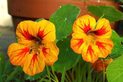 Suuri nasturtium